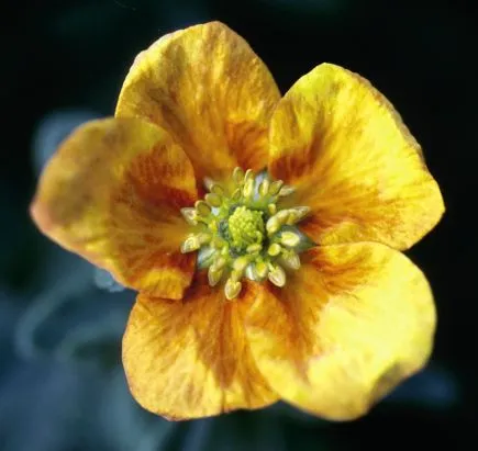 #2 potentilla mango tango