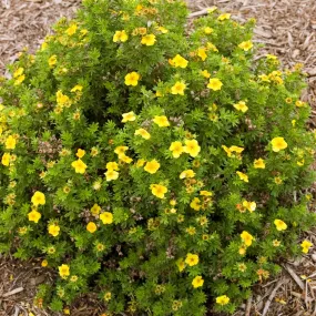 #2 potentilla mango tango